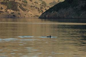 Hectors off Onawe mid-winter show Hector's dolphins well within the flounder area in mid-winter.  